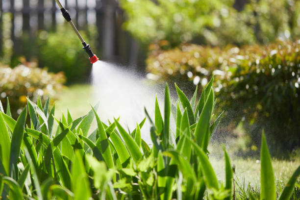 24/7 Emergency Termite Control experts in Boston, GA